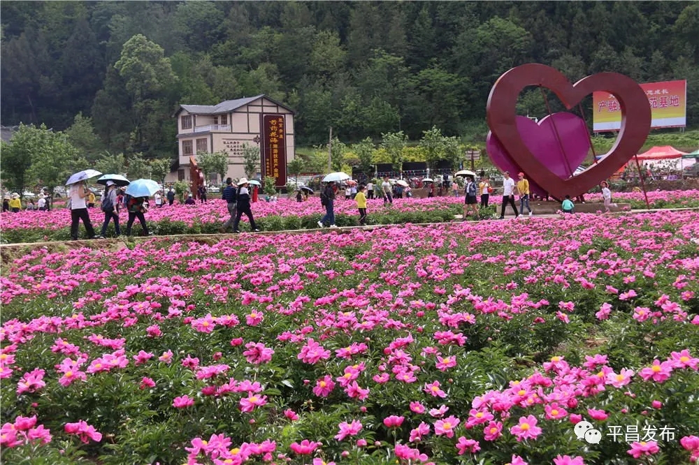 平昌大石童话小镇 青凤芍药花海~_平昌论坛_游鸽网_四川巴中综合门户