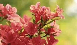 �𼪶����ݽ�