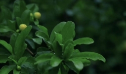 ��������������û�о��ԵĻ����飬������̬�ã�����ʯҲ�ܳ�Ϊ��ĵ��ʯ����