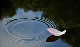 �����˰��������˰�