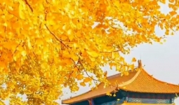 ļᶨ
