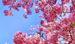 ���ӵĻ�������һ���ʯ����ס�����������ĺ�����