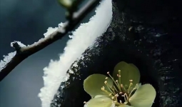 ��������Ҳ������

����2017��11��11��ī����������Ѽ���Ὺʾ