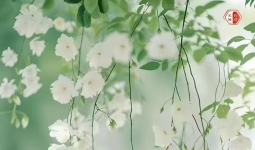 �ҽ�����ߴ�ң�Т˳��ĸ���ĸ��㼶��