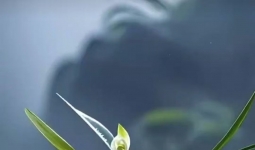 ҪԼ