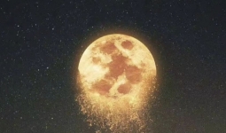 ޲صͣ