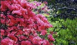 ���Ծ������İ���һ�������ĵ���...