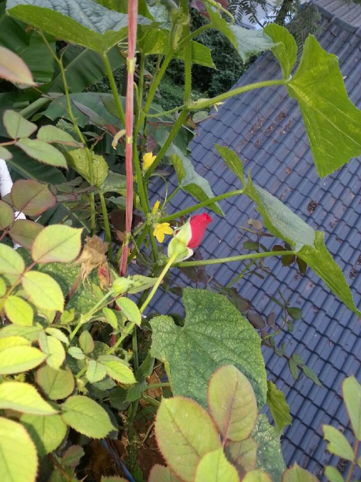 QQͼƬ20130615074322.jpg