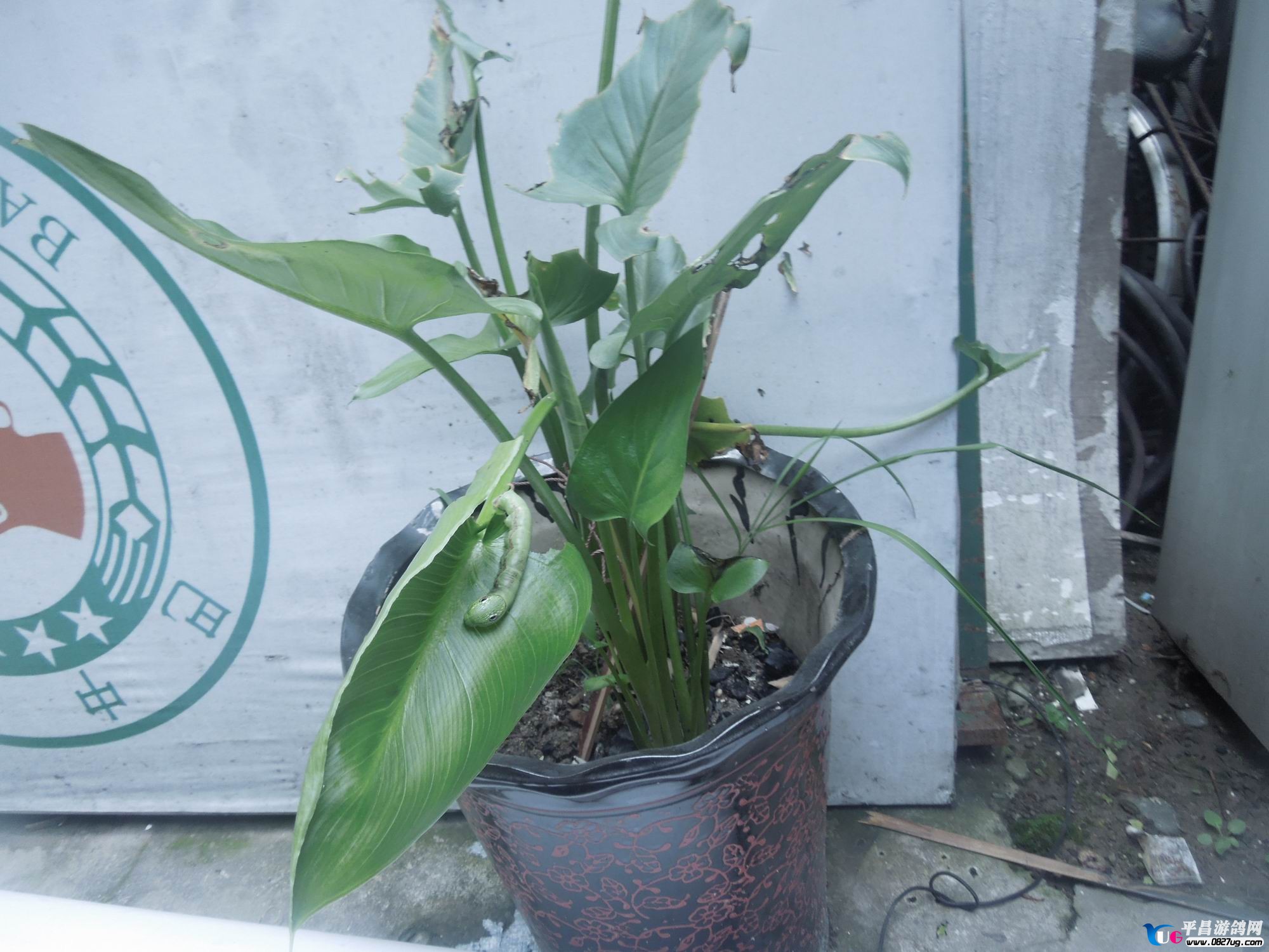 照片 002.jpg