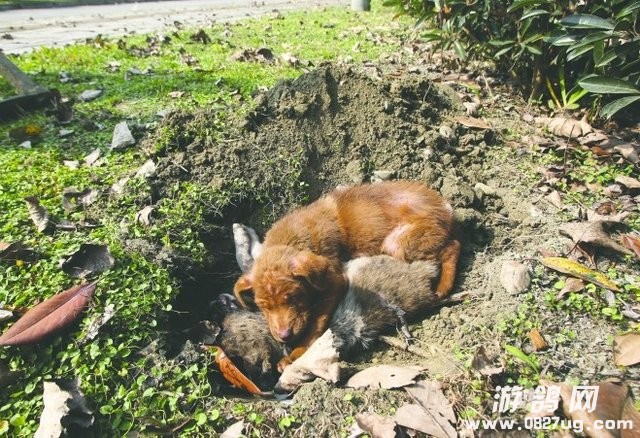 狗狗.jpg