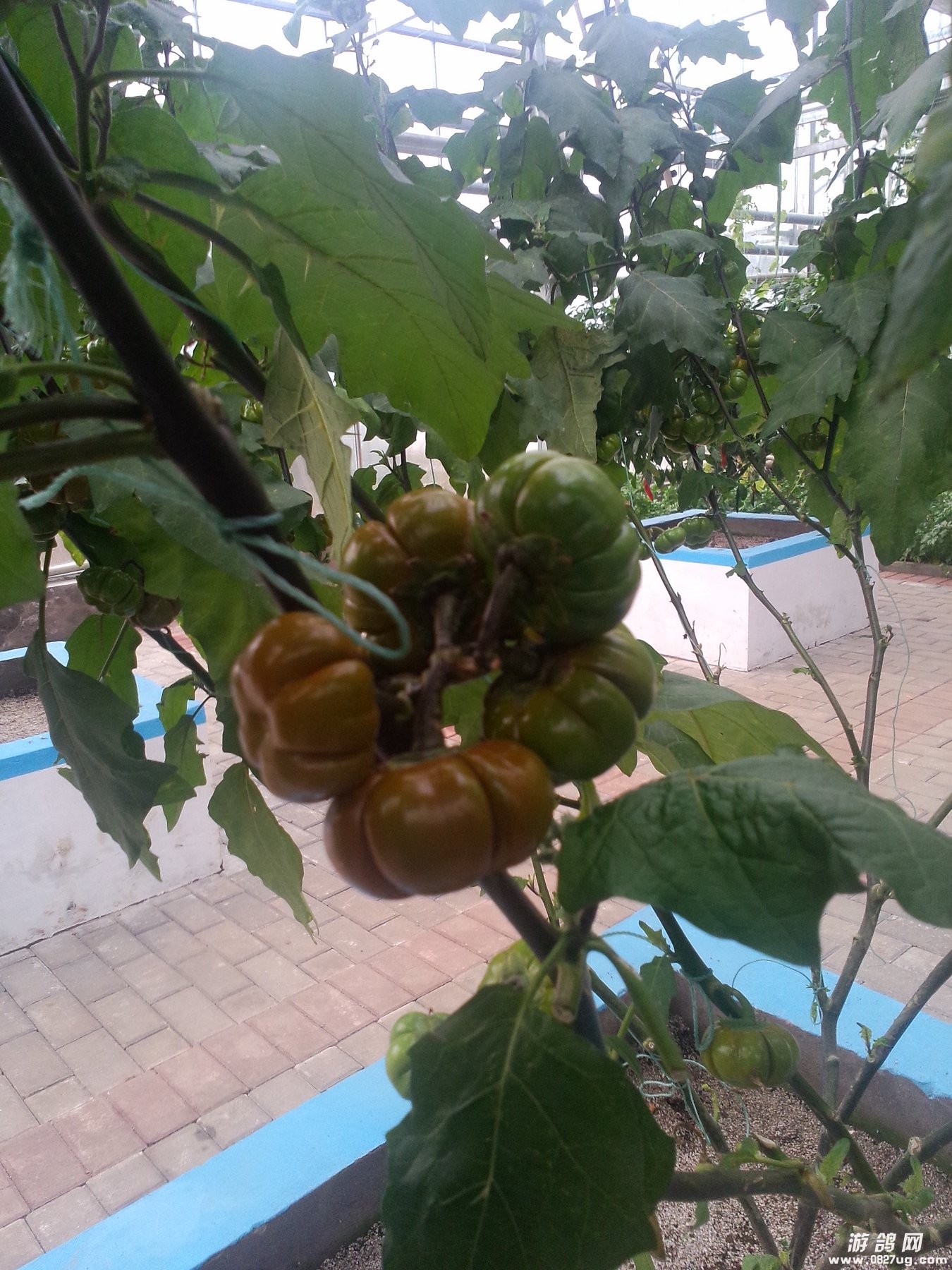 IMG20131221112.jpg