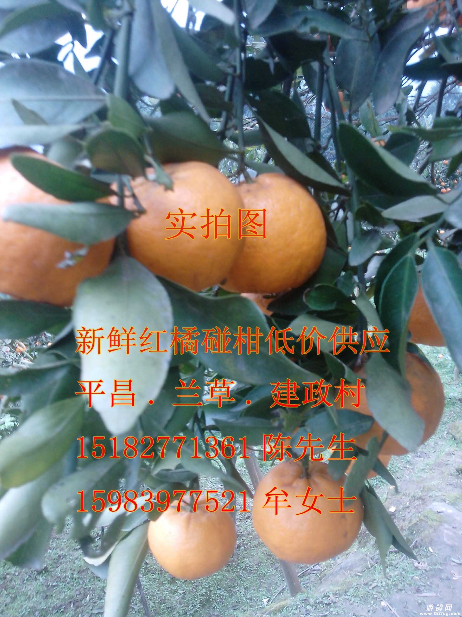 004.jpg