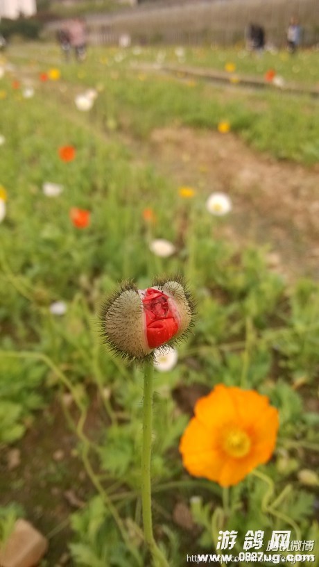 460.jpg