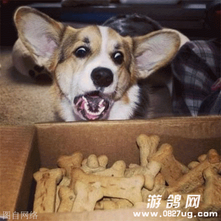 6f86dff2gw1efo666faomg20c80c8dib.gif