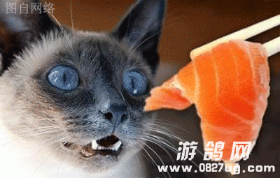 6f86dff2gw1efo6684qolg20b4073wfs.gif