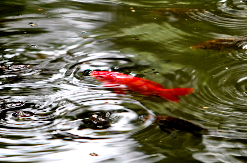 DSC_6494_С.jpg
