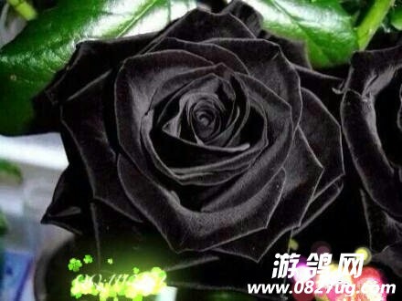 004912kfza1gg0102gp204.jpg