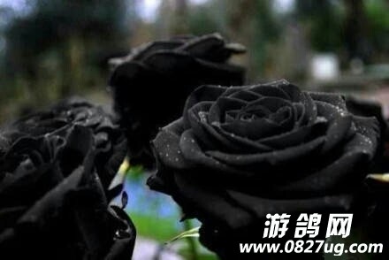 004915p9vxuumvqjqn14nw.jpg
