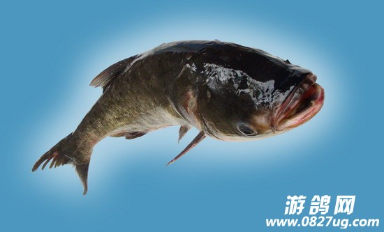 平昌江口青鳙通过国家地理标志产品审查