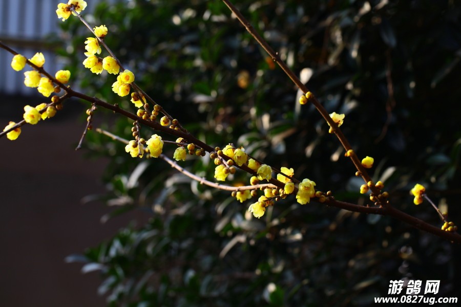2015初春赏梅—019.JPG