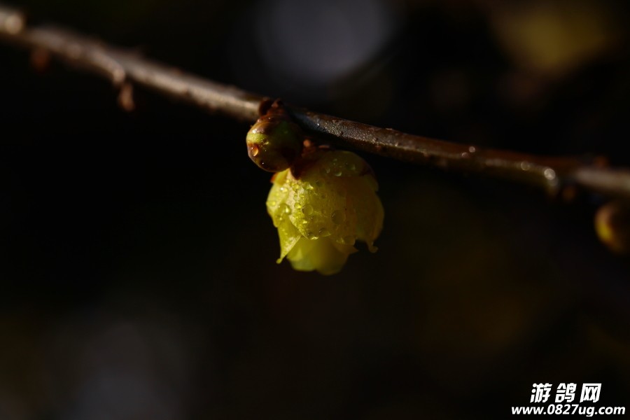 2015初春赏梅—020.JPG