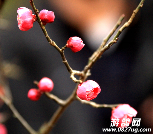 QQͼƬ20150202113801.png