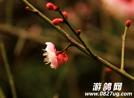 QQͼƬ20150209110948.png
