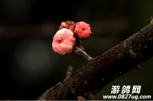 QQͼƬ20150209111036.png
