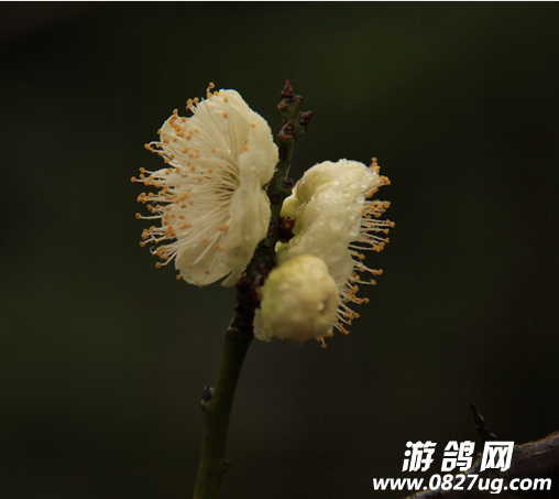 QQͼƬ20150209111344.png