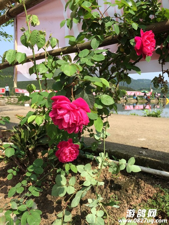 QQͼƬ20150410154329.jpg