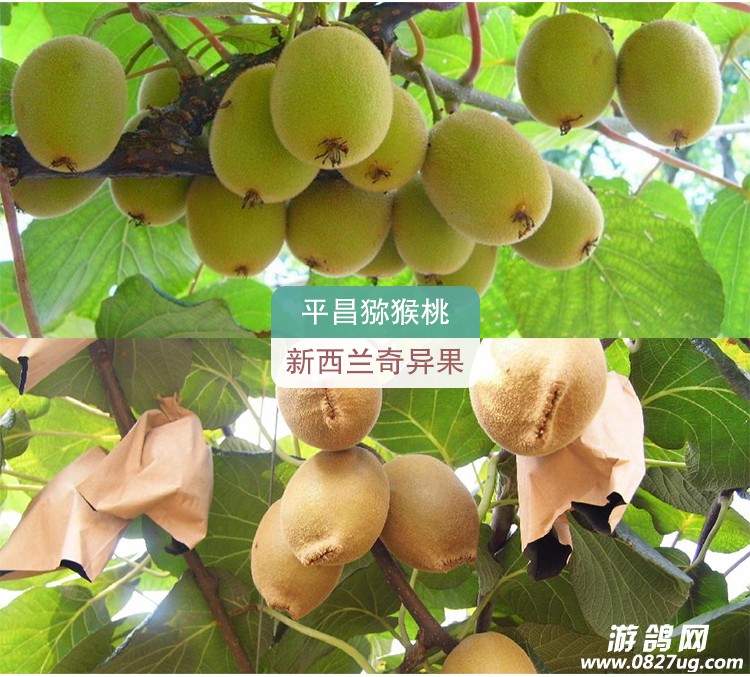 平昌_09.jpg