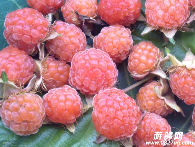 131420skucuqyuip2tecyv.jpg
