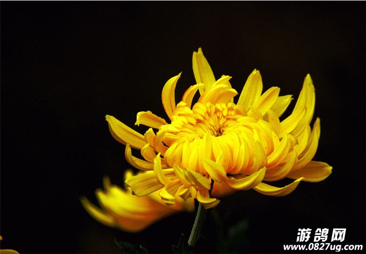 QQͼ20151021145744.gif