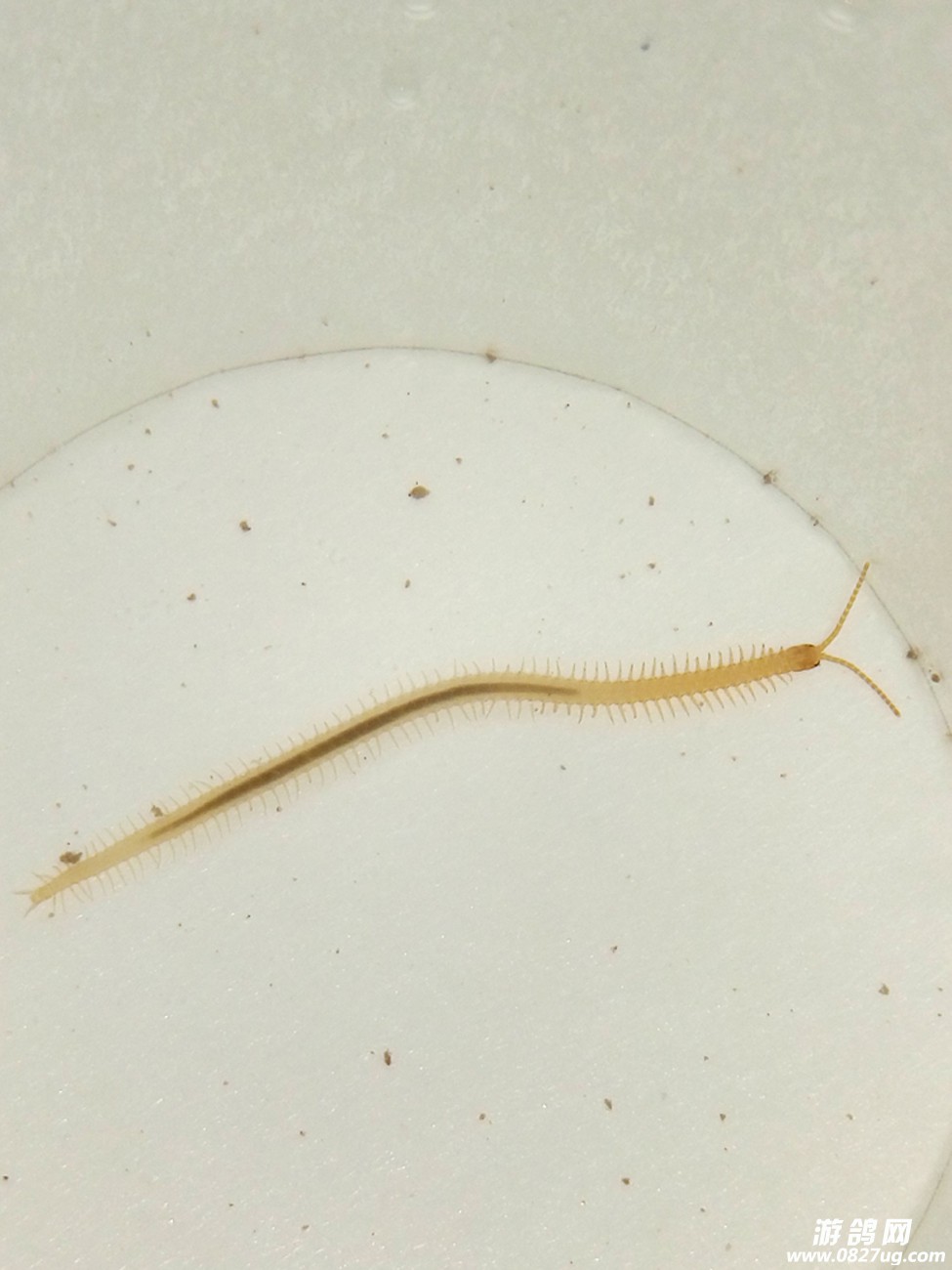 今天一顾客从某桶装山泉饮用水里面倒出来长长的虫子太恶心了