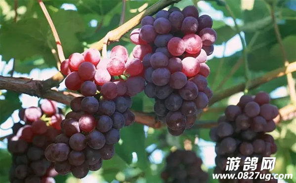 QQͼ20160809104137.png