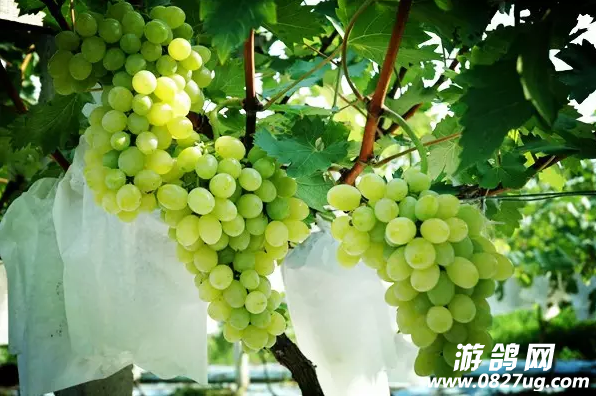 QQͼ20160809104241.png