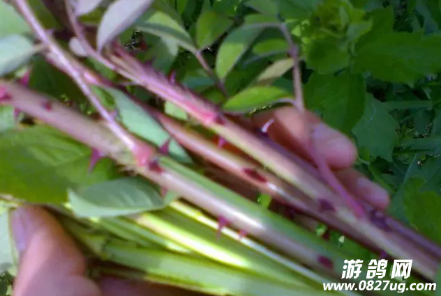 QQͼ20160920113125.png