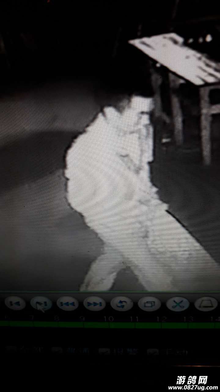 304988847304436615.jpg