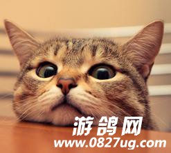u=3575797107,2186909601&amp;fm=21&amp;gp=0.jpg