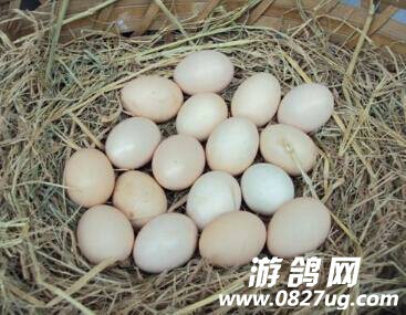 204014l5crjfpspwf9cell.jpg