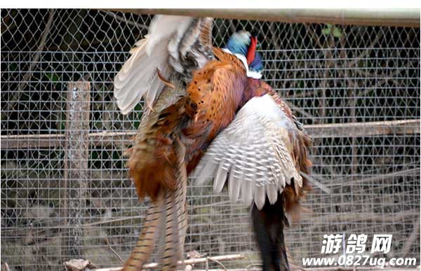 Ұչʾ