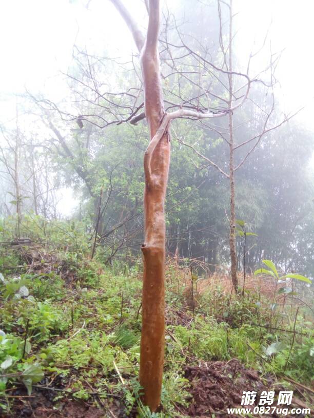 090300wiguh26uy20hiuiv.jpg