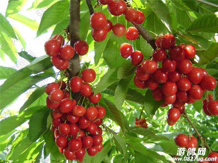 0_jcmmhh_6006_20140707172746_副本.jpg
