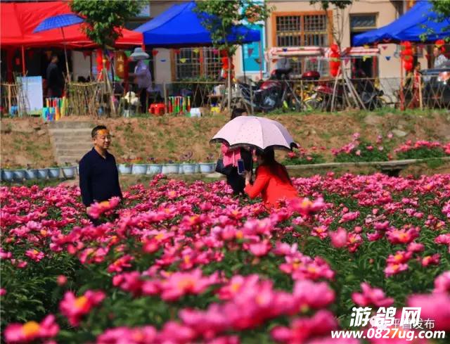 芍药4.jpg