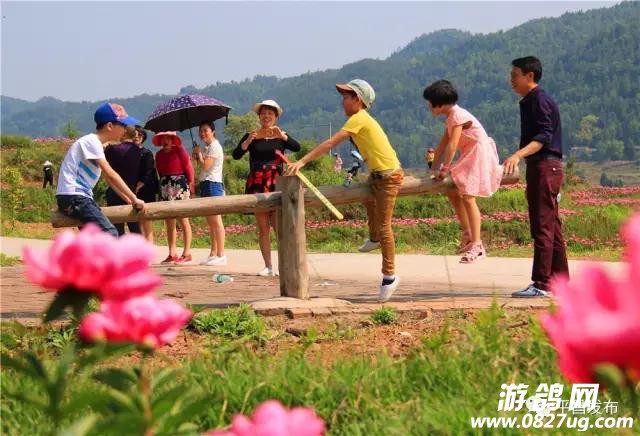 芍药5.jpg