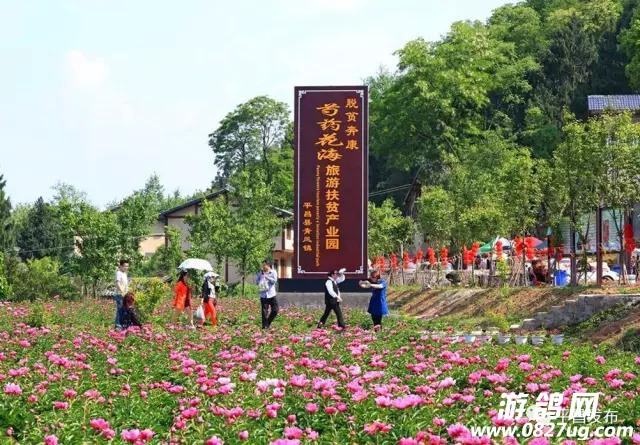 芍药6.jpg