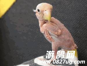 190409smwsdm6383m4ooie.gif