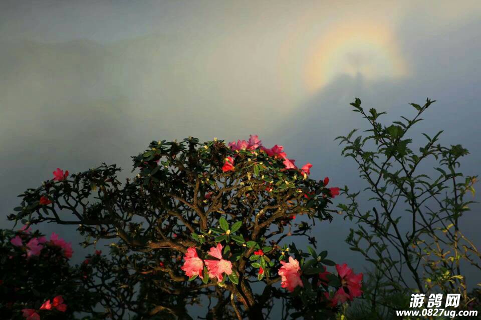 131844bs6p98pswx6opwqk.jpeg