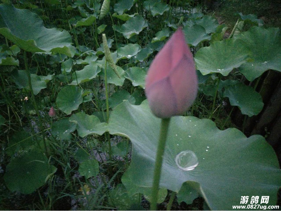 081626nt93yih7t3wkh4z8.jpg