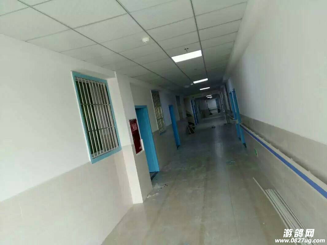 101055ukpvopw181vizel0.jpeg